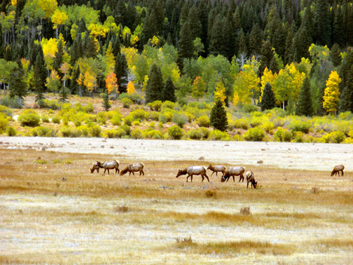 Elk in Rocky Mountain National Park